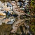 Haussperling (Passer domesticus) Weibchen