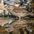 Haussperling (Passer domesticus) Weibchen