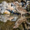 Haussperling (Passer domesticus) Weibchen