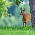Rehbock (Capreolus capreolus)