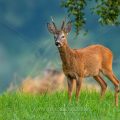 Rehbock (Capreolus capreolus)