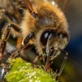 Honigbiene (Apis mellifera) beim Wasser holen