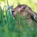 Bild 04 - Feldhase (Lepus europaeus)