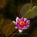 Seerose im Gartenteich
