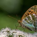 Kaisermantel (Argynnis paphia)
