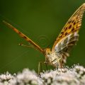 Kaisermantel (Argynnis paphia)