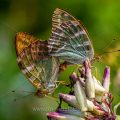 Kaisermantel (Argynnis paphia) Paarung