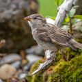 Haussperling (Passer domesticus) Jungvogel