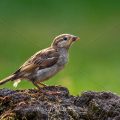 Haussperling (Passer domesticus) Jungvogel