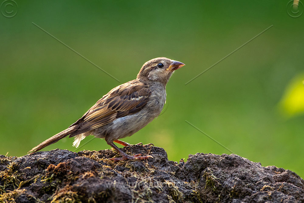 Am Vogelbad | Naturfotografie – Rolf Müller