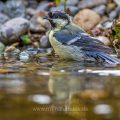Kohlmeise (parus major) am Vogelbad