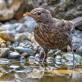 Amsel (Turdus merula) Weibchen