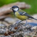 Kohlmeise (parus major) am Vogelbad
