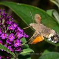 Taubenschwänzchen (Macroglossum stellatarum)