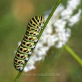 Schwalbenschwanz (Papilio machaon) Raupe