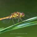Heidelibelle (Sympetrum)