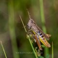 Verkannter Grashüpfer (Chorthippus mollis)