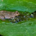 Gelbbauchunke (Bombina variegata)