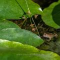 Gelbbauchunke (Bombina variegata)