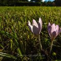 Herbstzeitlose (Colchicum autumnale) Blüte im Sommer
