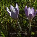 Herbstzeitlose (Colchicum autumnale) Blüte im Sommer