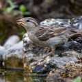 Haussperling (Passer domesticus) Weibchen