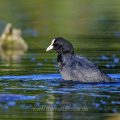 Bläßhuhn (Fulica atra)
