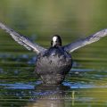Bläßhuhn (Fulica atra)