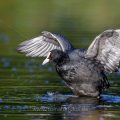 Bläßhuhn (Fulica atra)