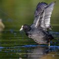 Bläßhuhn (Fulica atra)