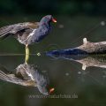 Teichhuhn (Gallinula chloropus)