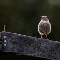 Hausrotschwanz (Phoenicurus ochruros) Weibchen