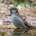 Haussperling (Passer domesticus) Männchen