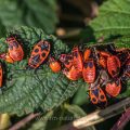 Feuerwanzen (Pyrrhocoris apterus)
