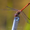 Gemeine Heidelibelle (Sympetrum vulgatum)
