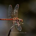 Gemeine Heidelibelle (Sympetrum vulgatum)