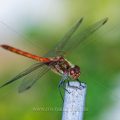 Gemeine Heidelibelle (Sympetrum vulgatum)