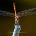 Gemeine Heidelibelle (Sympetrum vulgatum)