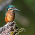 Eisvogel (Alcedo atthis) Jungvogel