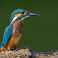 Eisvogel (Alcedo atthis) Jungvogel