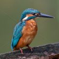 Eisvogel (Alcedo atthis) Jungvogel