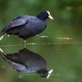 Bläßhuhn (Fulica atra)