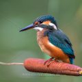 Eisvogel (Alcedo atthis) Jungvogel