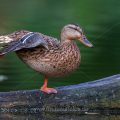 Stockente (Anas platyrhynchos) Weibchen