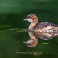 Zwergtaucher (Tachybaptus ruficollis)