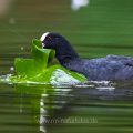 Bläßhuhn (Fulica atra) mit Seerosenblatt