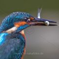 Eisvogel (Alcedo atthis) Jungvogel mit Beute