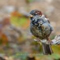 Haussperling (Passer domesticus) Männchen