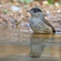 Mönchsgrasmücke (Sylvia atricapilla) Männchen, badend