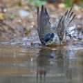 Mönchsgrasmücke (Sylvia atricapilla) Männchen, badend